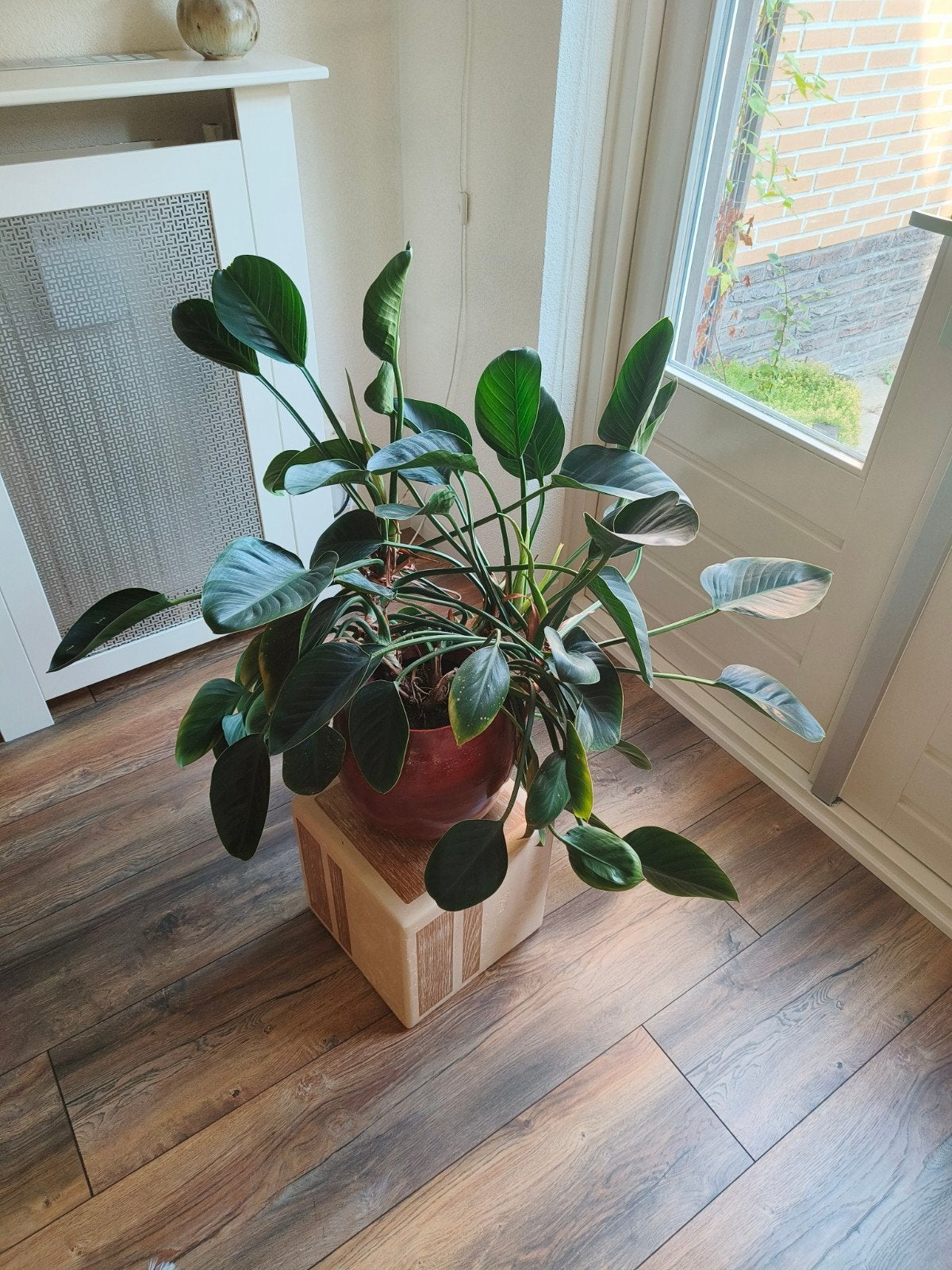 Philodendron Green Beauty, Huis en Inrichting, Kamerplanten, Ophalen, Halfschaduw, In pot, Minder dan 100 cm