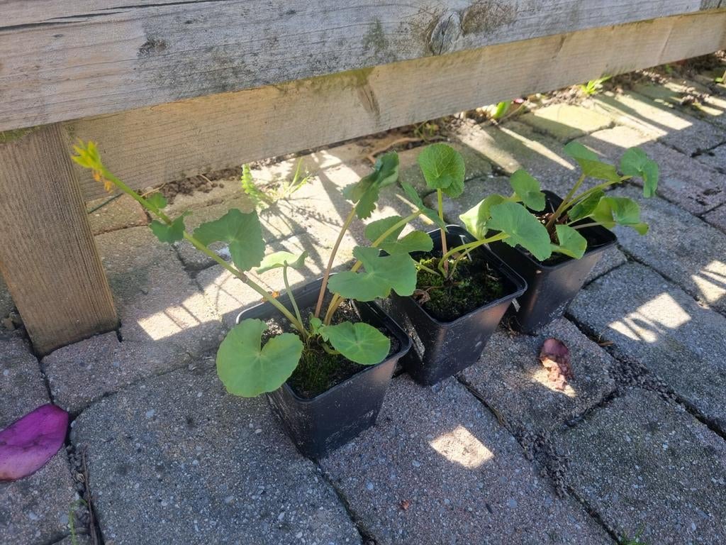 Gele dotterbloem, Tuin en Terras, Ophalen, Lente, Vaste plant