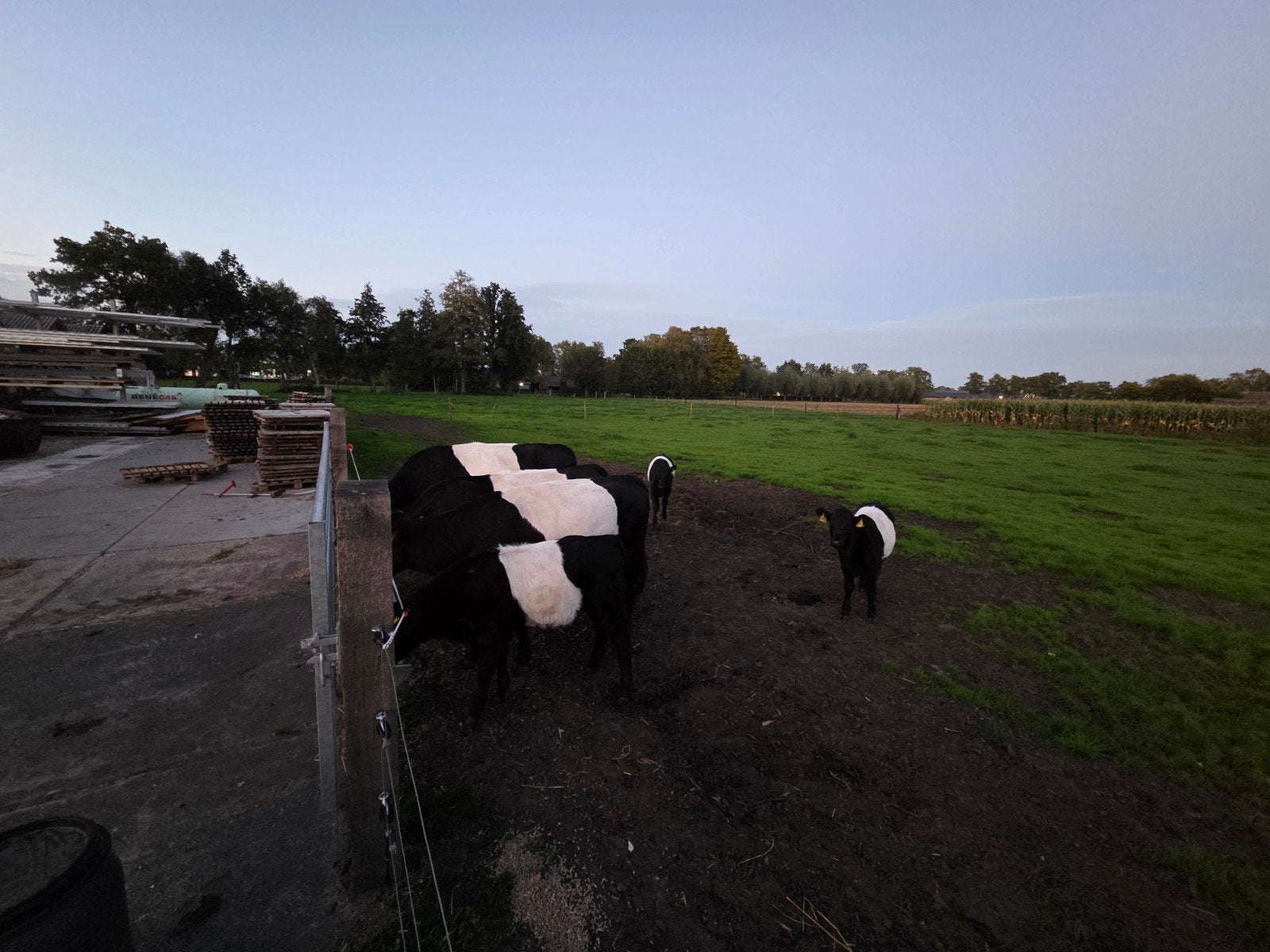3 lakenvelder zoogstellen, Dieren en Toebehoren