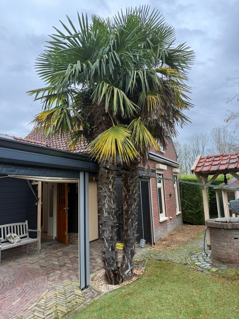 Twee grote palmbomen | GRATIS, Tuin en Terras, 100 tot 250 cm, Zomer, Palmboom, Ophalen