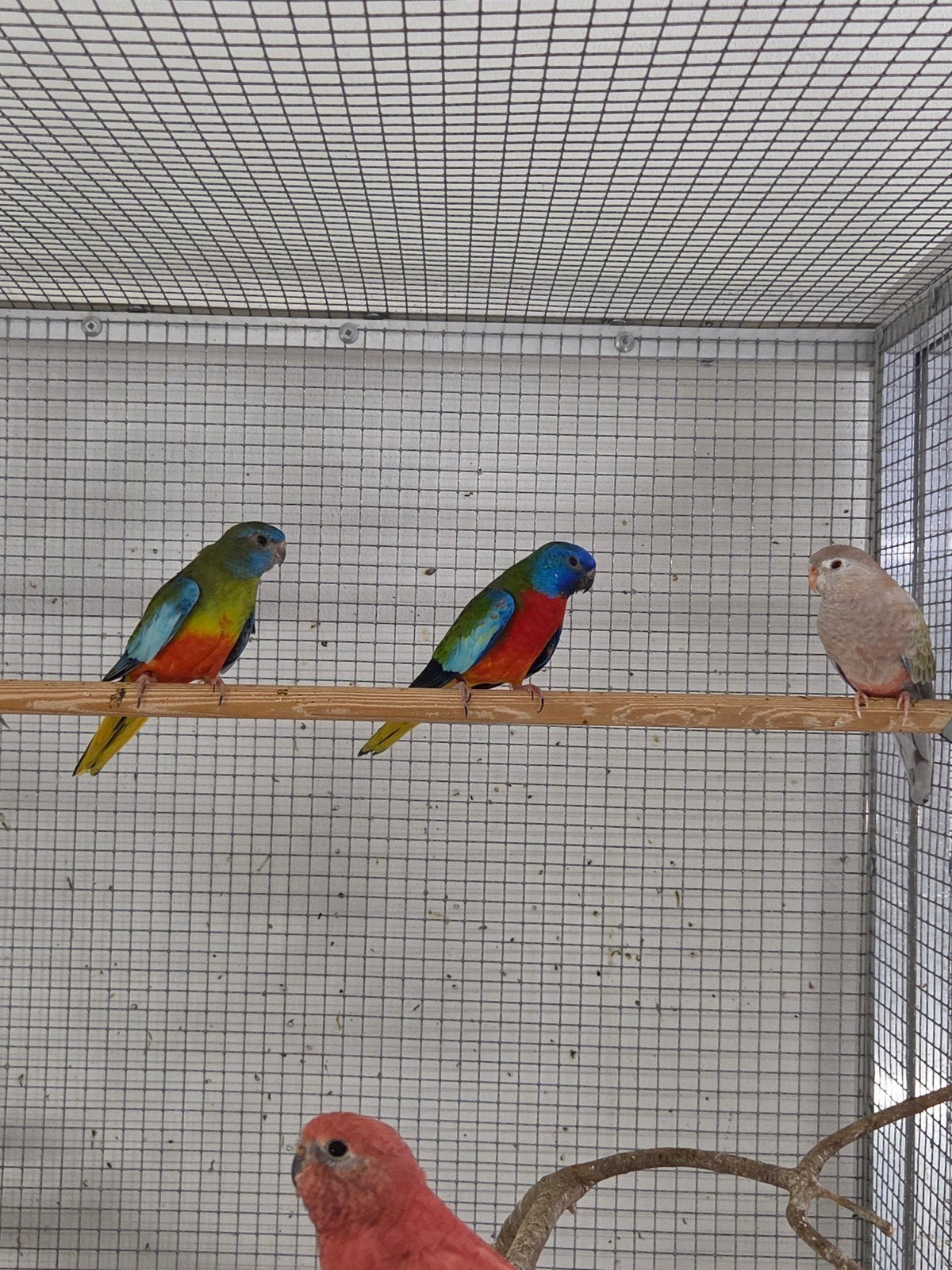te koop koppel splendid parkieten, Dieren en Toebehoren, Vogels | Parkieten en Papegaaien, Meerdere dieren, Parkiet, Geringd