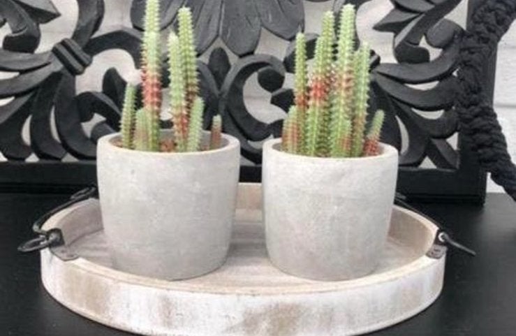 Brocant dienblad met kunst cactussen, Ophalen, Zo goed als nieuw