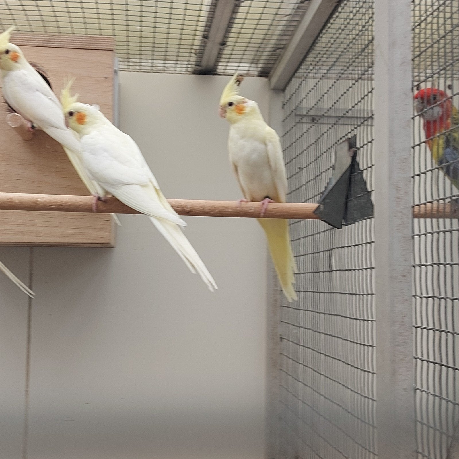 3 jonge lutino valkparkieten, Dieren en Toebehoren, Vogels | Parkieten en Papegaaien, Geslacht onbekend, Parkiet, Geringd