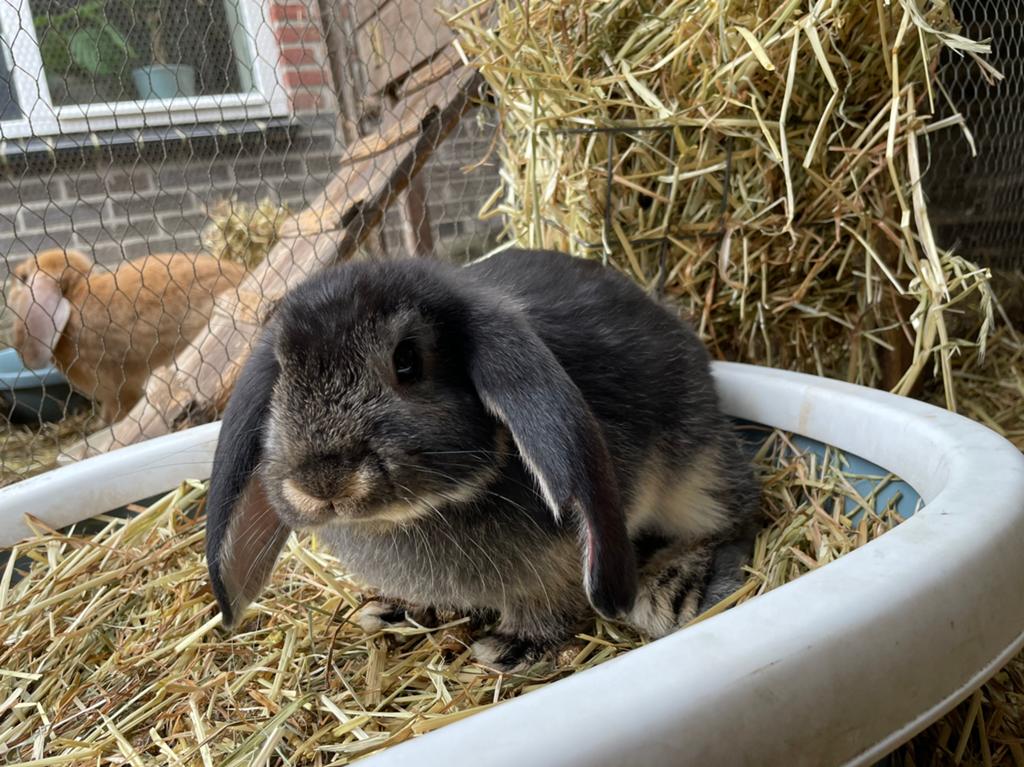 Prachtige jonge zwart otter franse hangoor, Dieren en Toebehoren, Konijnen, Mannelijk, Groot, Hangoor