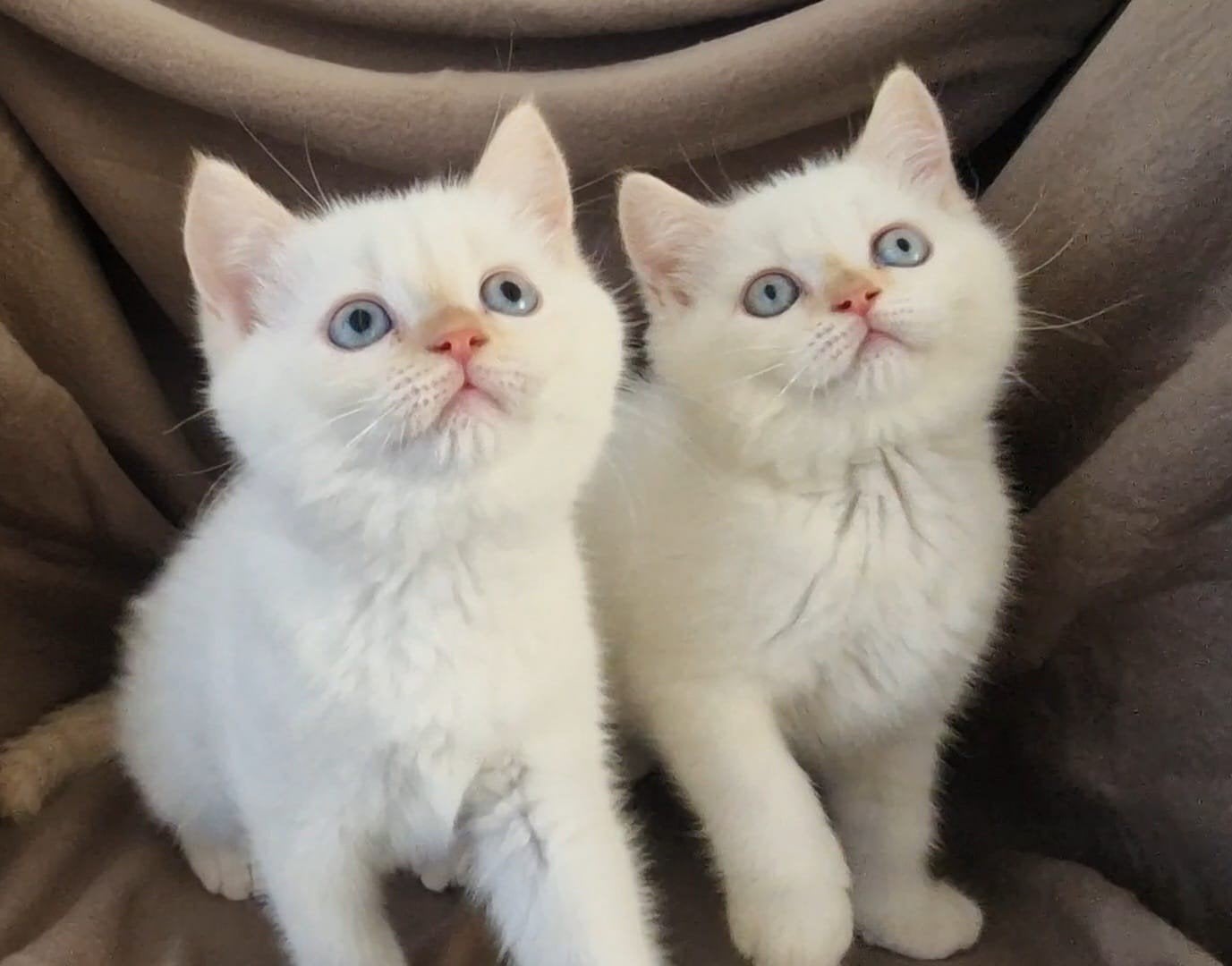 britse korthaar kittens, Dieren en Toebehoren, Meerdere dieren, Ontwormd, 0 tot 2 jaar