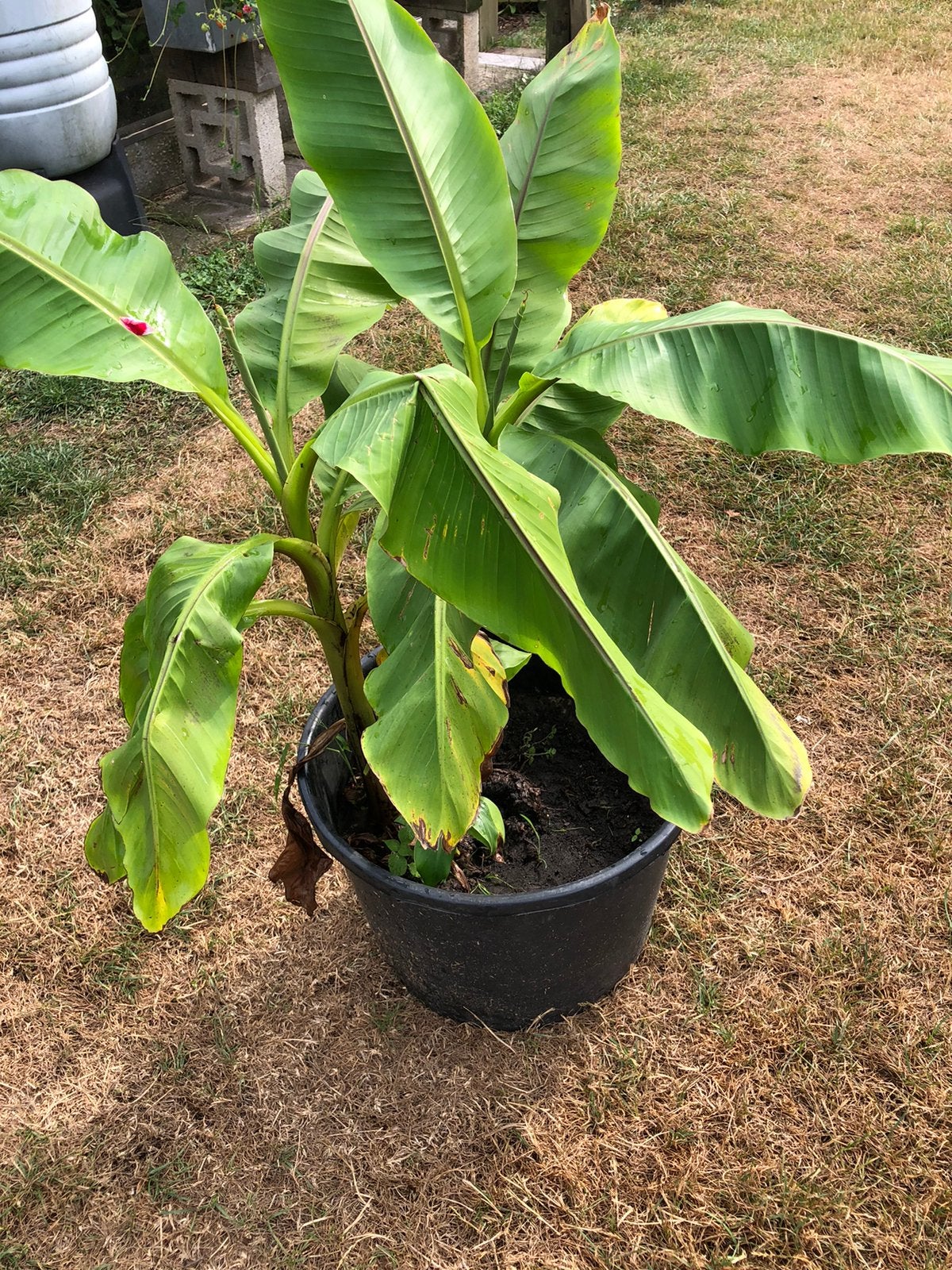 Bananenplant (Musa Basjoo) terras planten, Ophalen, Overige soorten, Volle zon