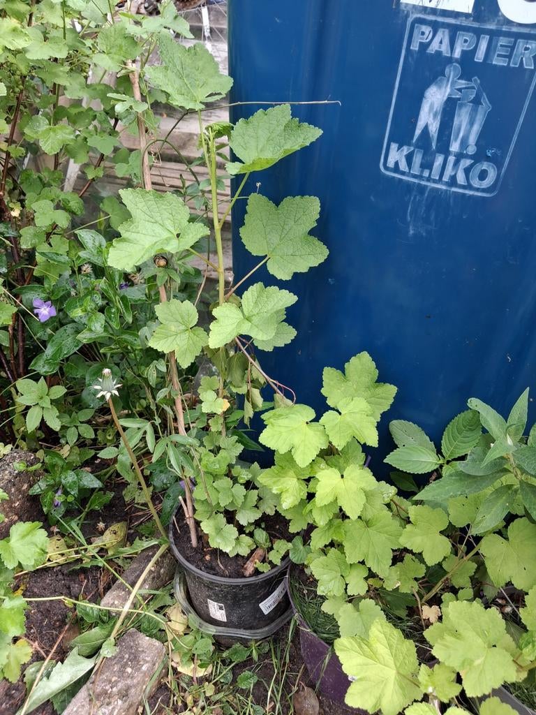 Zaterdag 23 mei 2026, VANAF 13:30uur tot circa 16:30uur,, Ophalen, Volle zon, Vaste plant, Fruitplanten