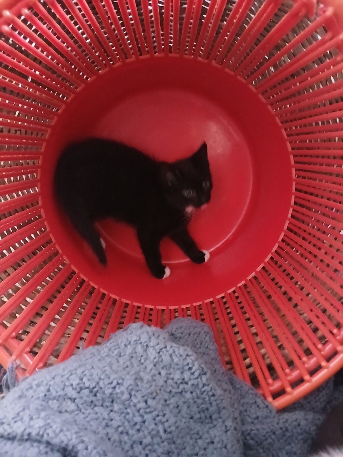 lieve zwart witte kittens moeder kruising siamees, Dieren en Toebehoren, Meerdere dieren