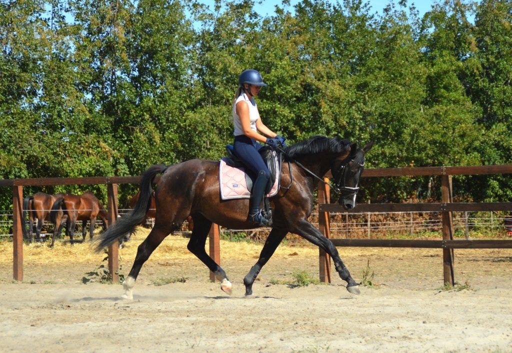 Raya D’Ottie FHS - kwaliteitsvolle 5 jarige, Merrie, Dressuurpaard, Met stamboom, B