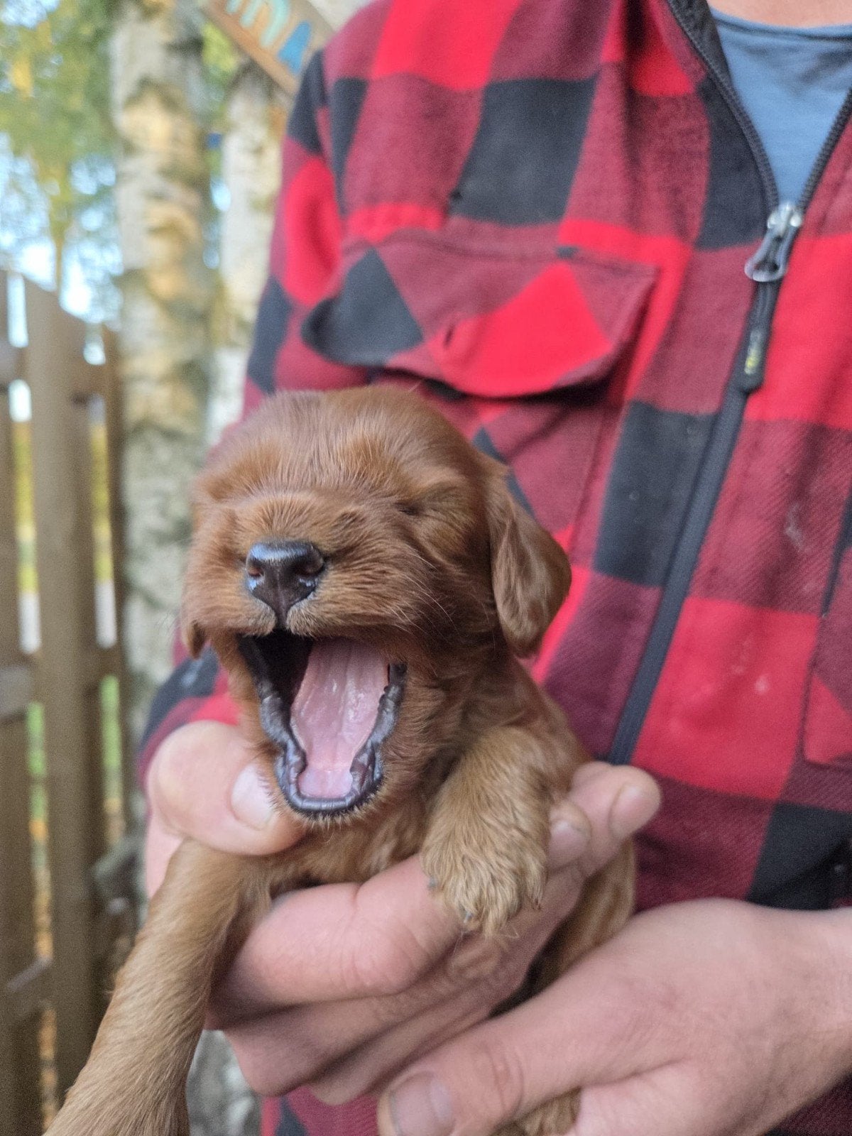 cockapoo pups beschikbaar, CDV (hondenziekte), 8 tot 15 weken, Meerdere, Meerdere dieren