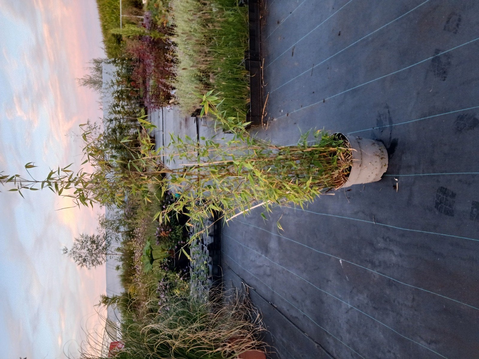 Mooie grote Fargesia Robusta bamboe in 10 liter pot, Tuin en Terras, Ophalen, Vaste plant, Siergrassen, Bloeit niet