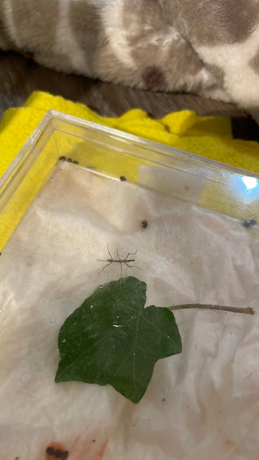 Baby wandelende takken, Dieren en Toebehoren, Insecten en Spinnen, Wandelende tak