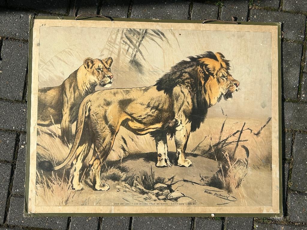 Leeuw, Ophalen of Verzenden, Natuur en Biologie
