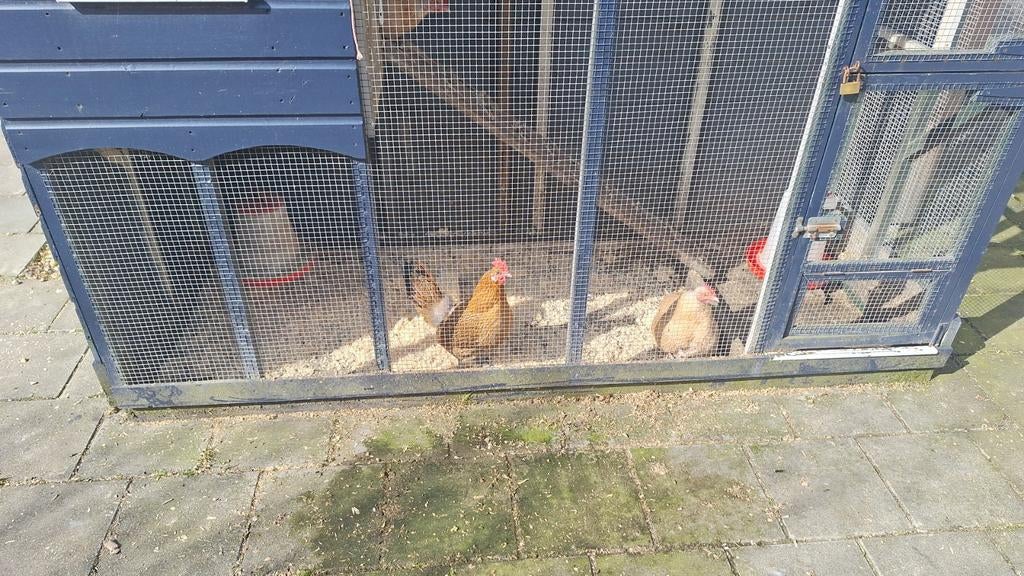 Kip, Dieren en Toebehoren, Pluimvee