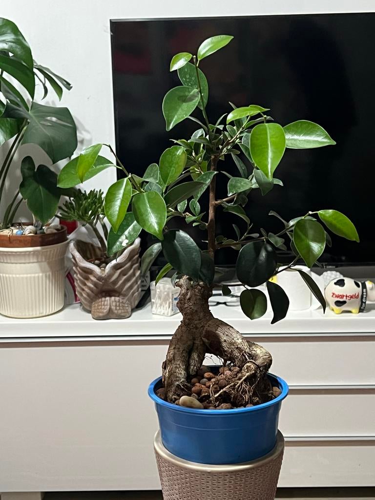 Prachtige Bonsai Ficus - Unieke Vorm, Huis en Inrichting, Kamerplanten, In pot, Minder dan 100 cm, Bonsai, Groene kamerplant