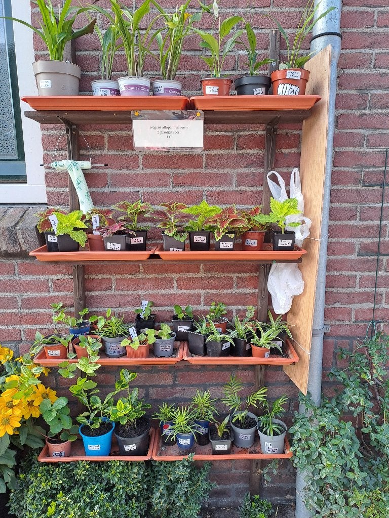 Plantjes /Stekjes, Huis en Inrichting, Ophalen, Overige soorten, Halfschaduw, In pot