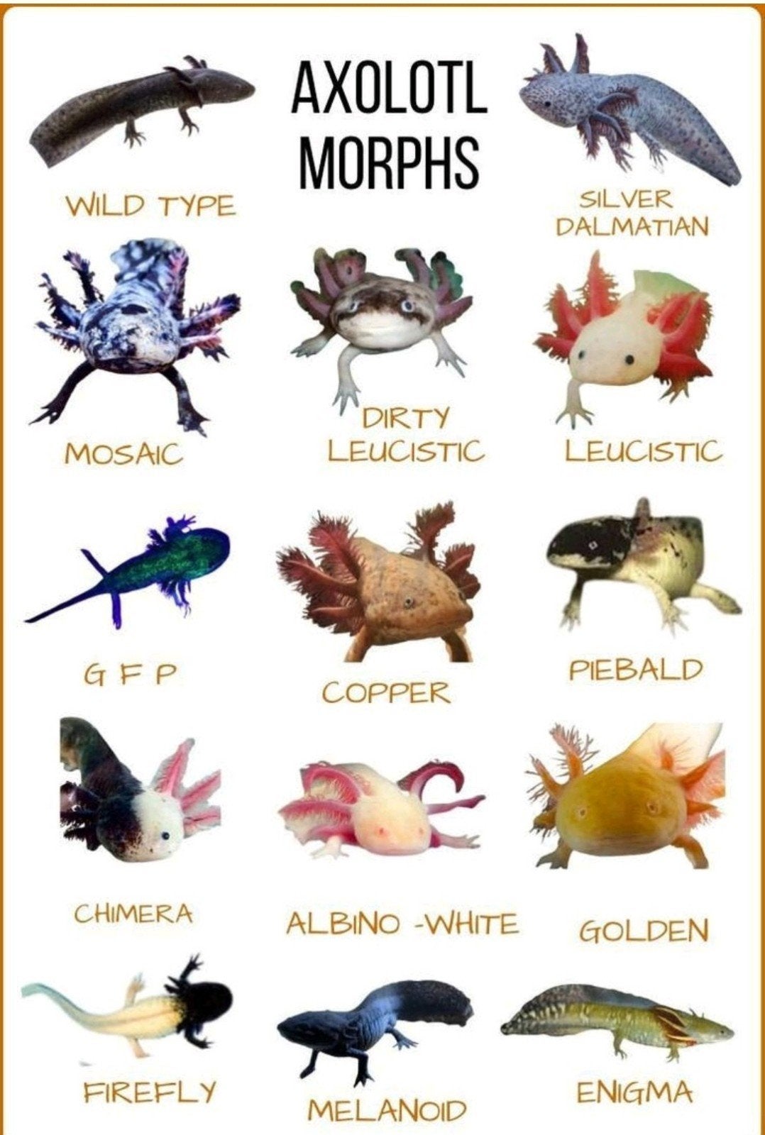 Axolotl gezocht ️