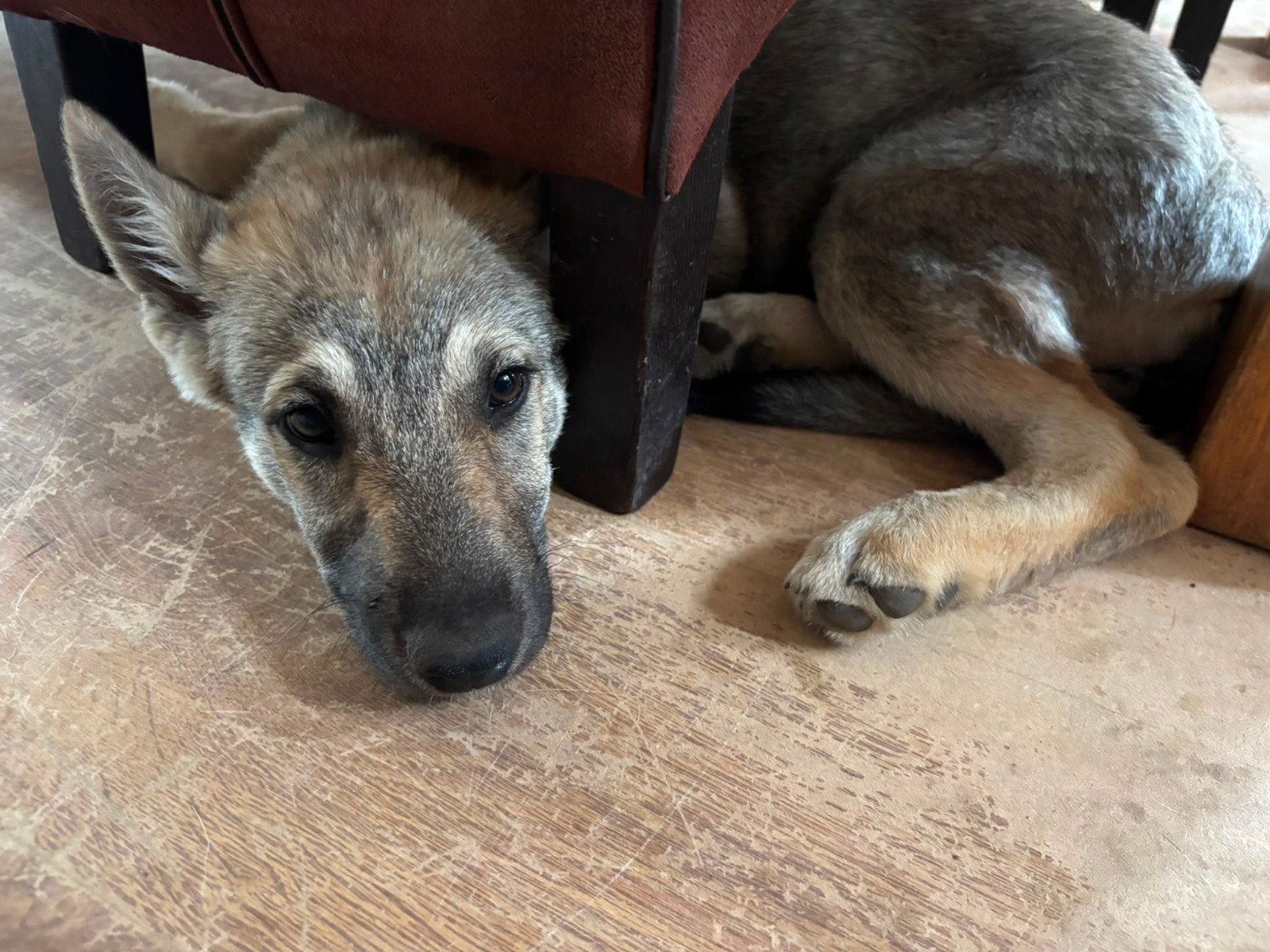 Tsjechoslowaakse wolfhond puppie kruising met Shepsky, Overige rassen, 8 tot 15 weken, Meerdere, Meerdere dieren