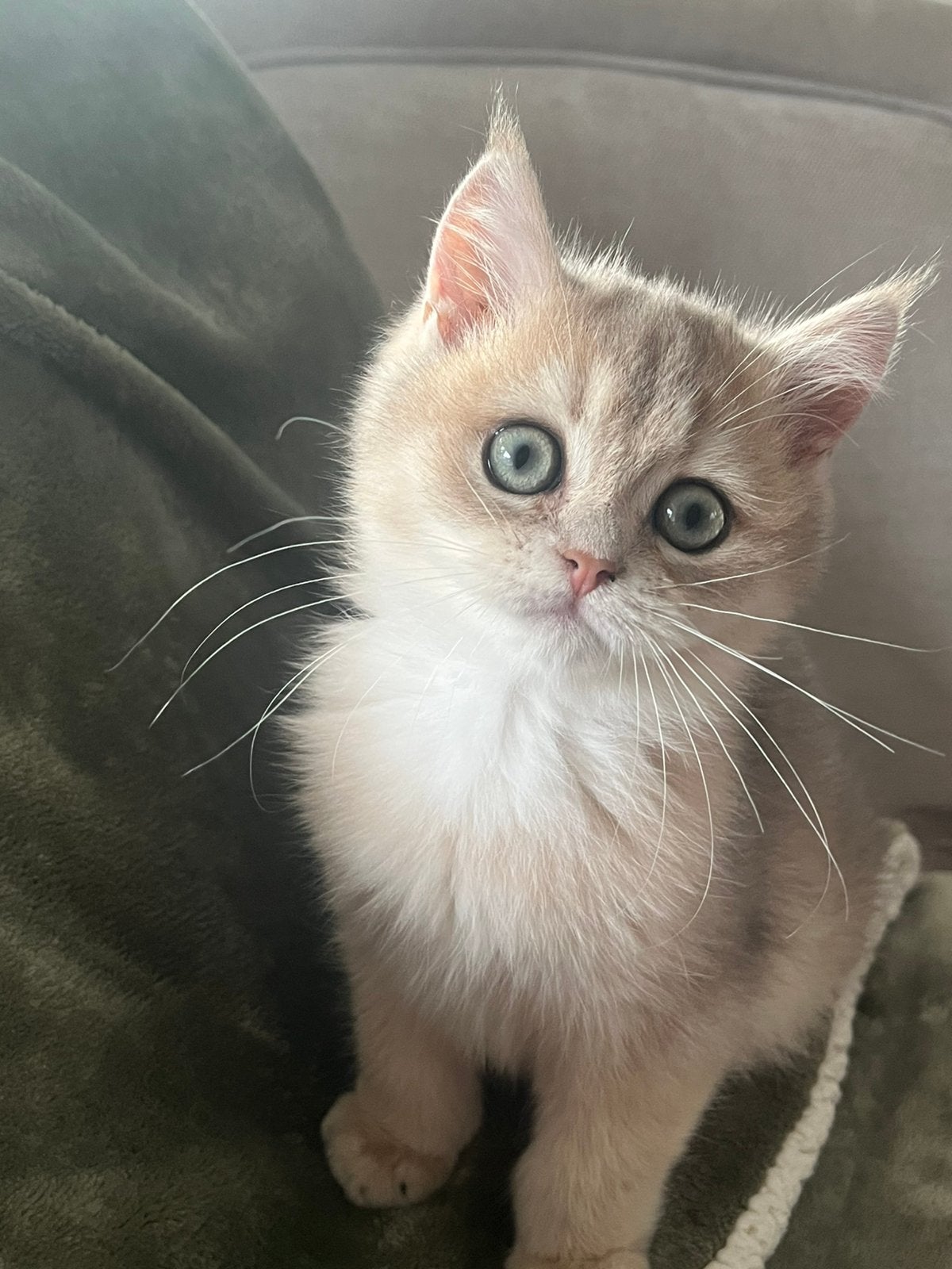 Britse korthaar kittens golden  met stamboom, Kater
