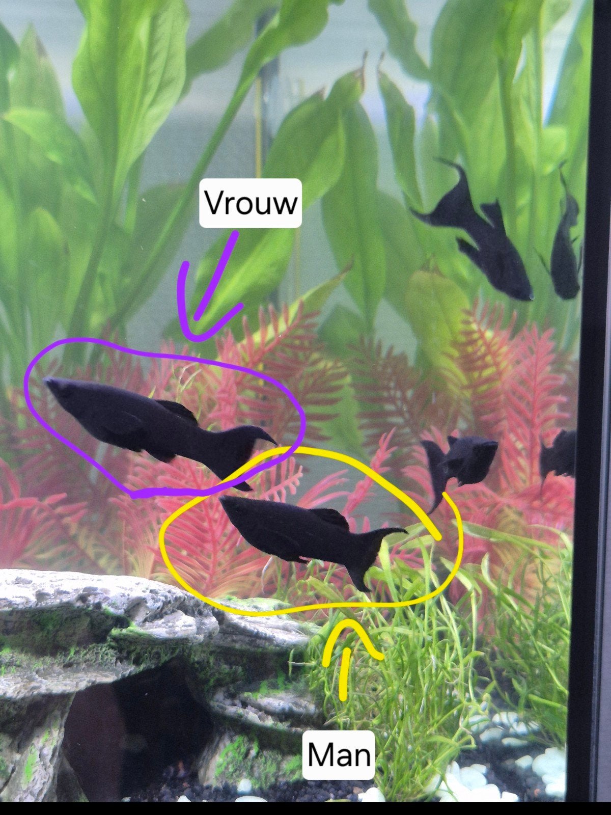 2 Mollies (1 man + 1 vrouw), Dieren en Toebehoren, Vissen | Aquariumvissen, Vis, Zoetwatervis, Schoolvis