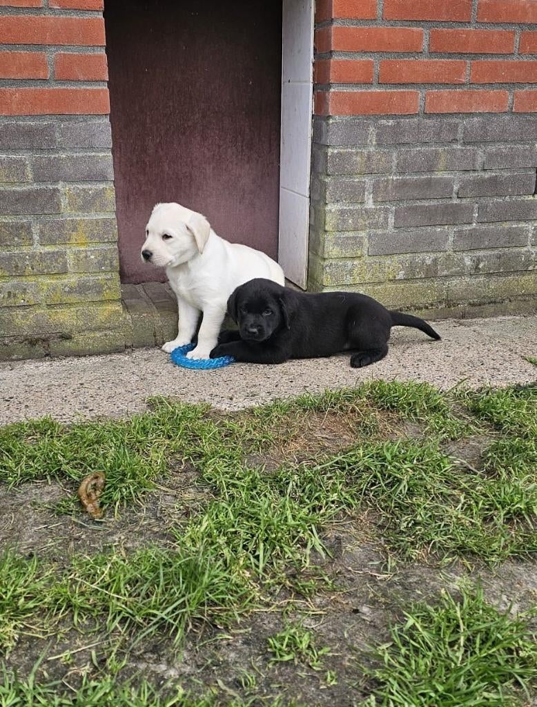 Blonde en zwarte labrador pups, Parvo, 8 tot 15 weken, Labrador retriever, Meerdere