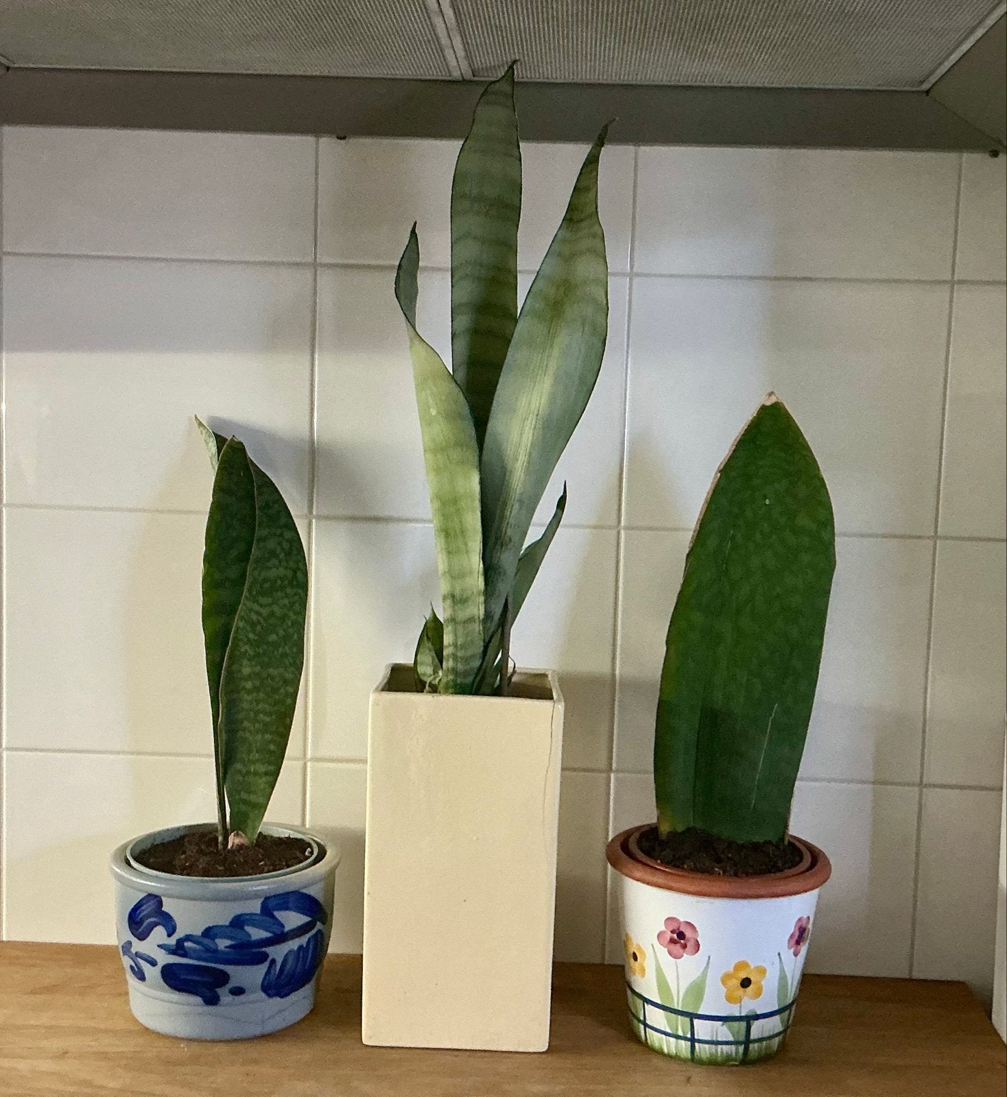 Kamer- en tuinplanten: 3x Sanseveria, 2x Geraniumstekjes, Vaste plant, Halfschaduw, Zomer, Ophalen