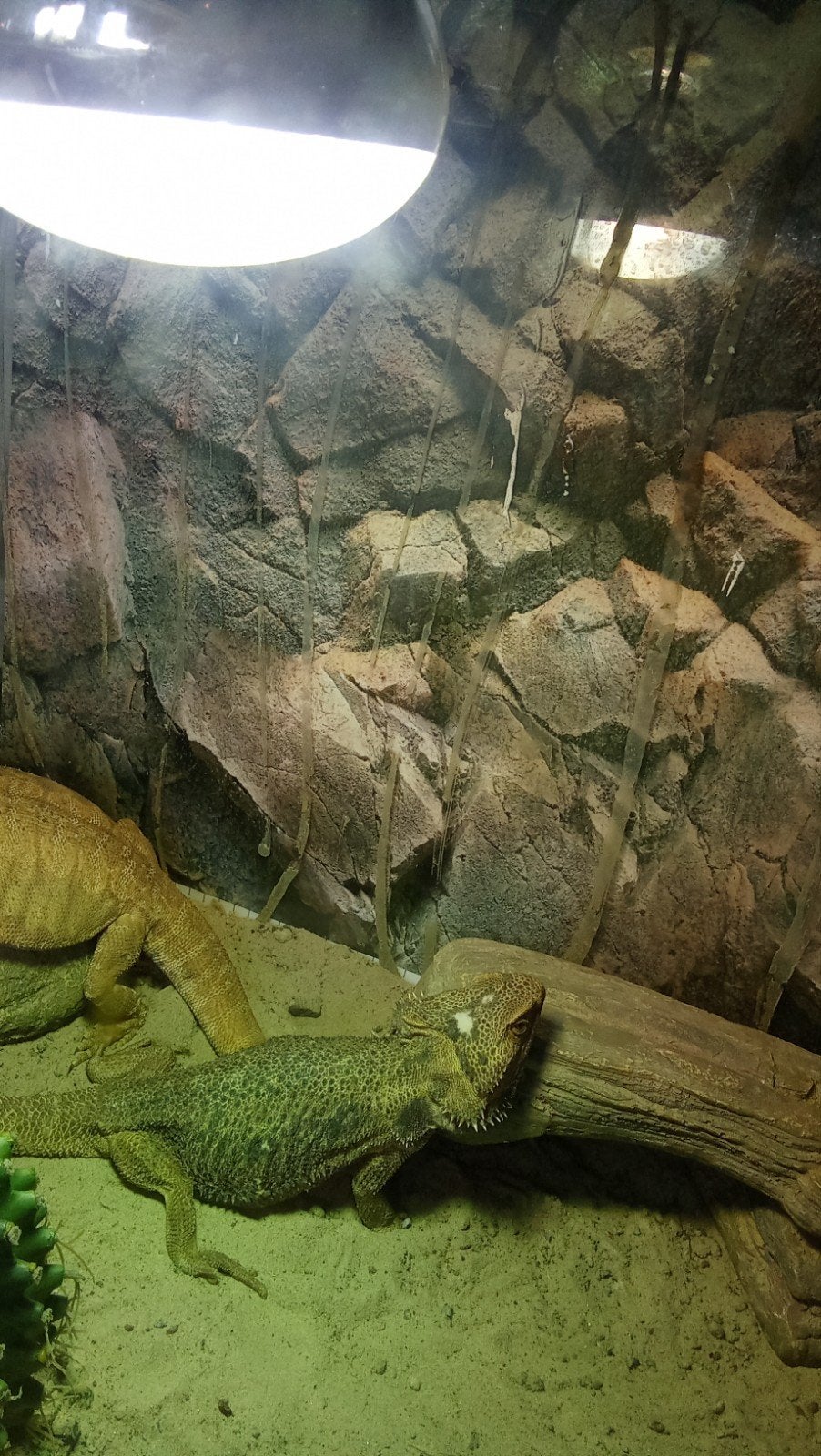 baardagaam vrouwtje 4 jaar Bearded Dragon photo 2