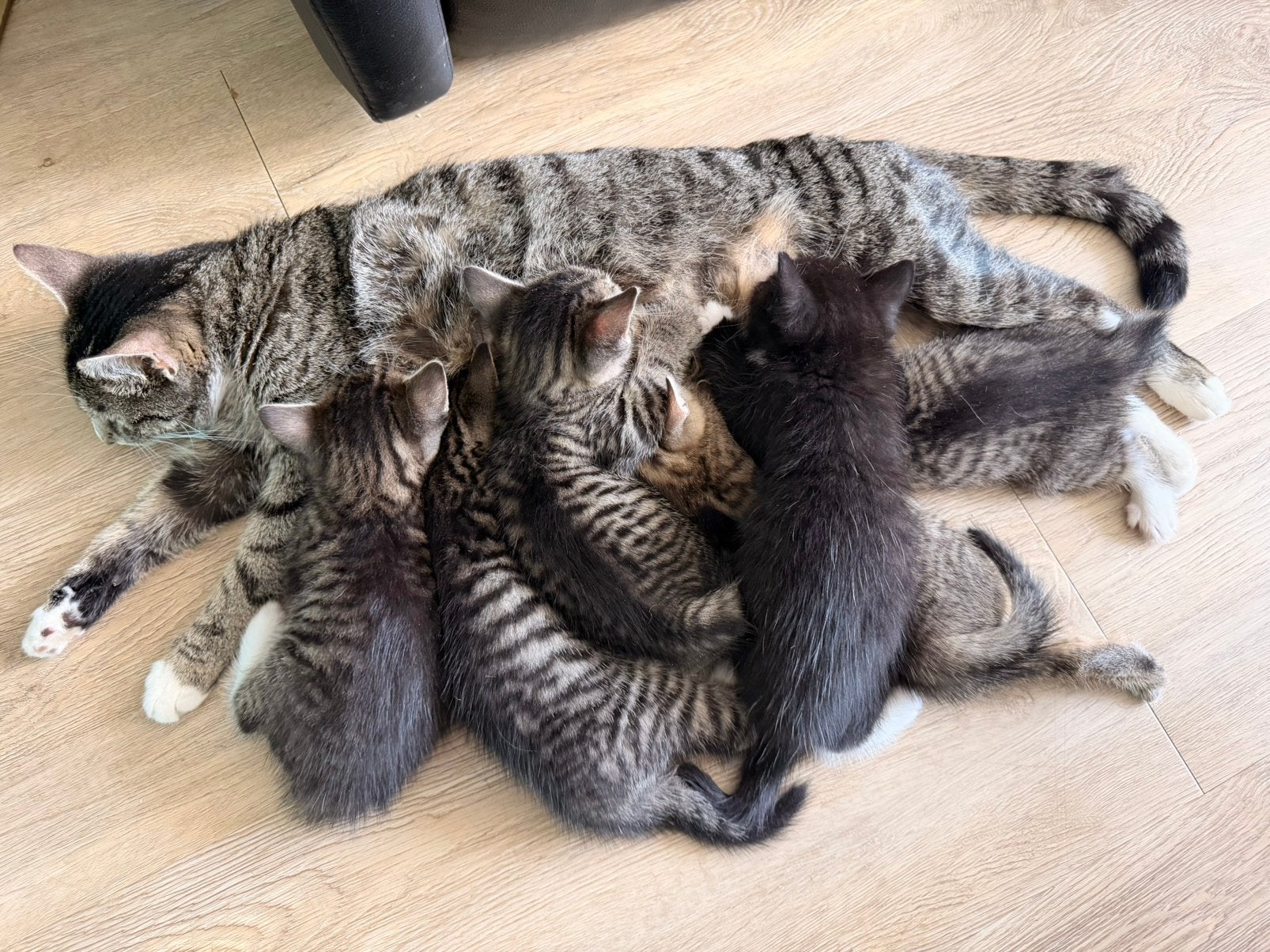 ️ EEN LIEFDEVOL THUIS GEZOCHT VOOR ONZE KLEINE WONDERTJES ️, Poes, 0 tot 2 jaar