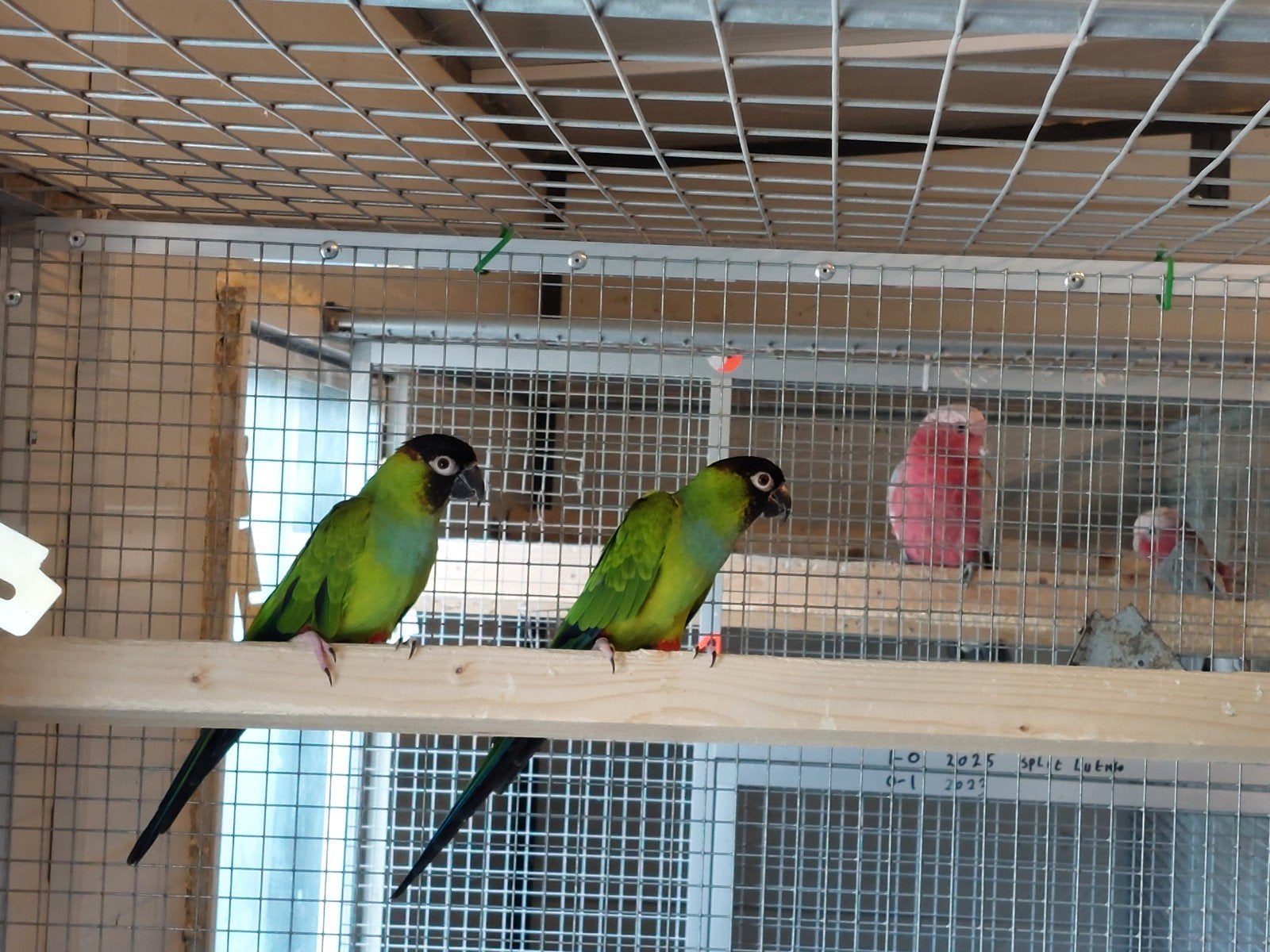 Mooi Koppel Nandaya Parkieten 2018, Meerdere dieren, Parkiet, Geringd