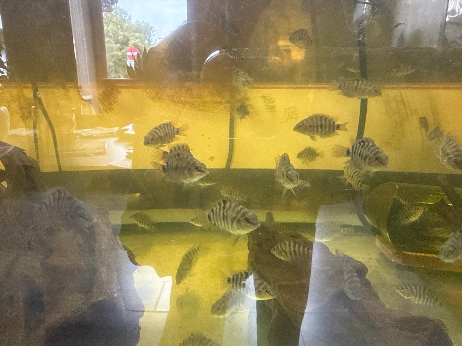 Baby visjes, Dieren en Toebehoren, Vis
