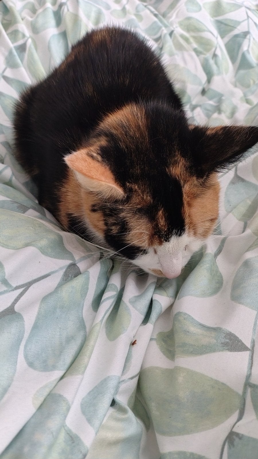 Huisje gezocht, Poes