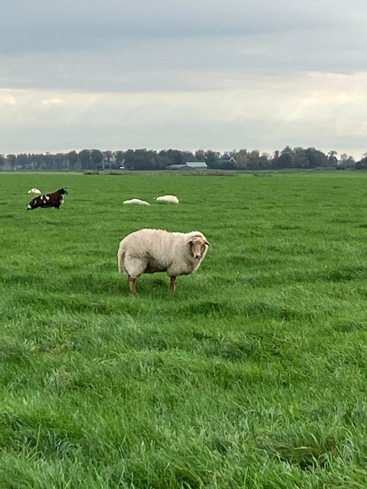 Fok ooien, Vrouwelijk, Schaap, 0 tot 2 jaar