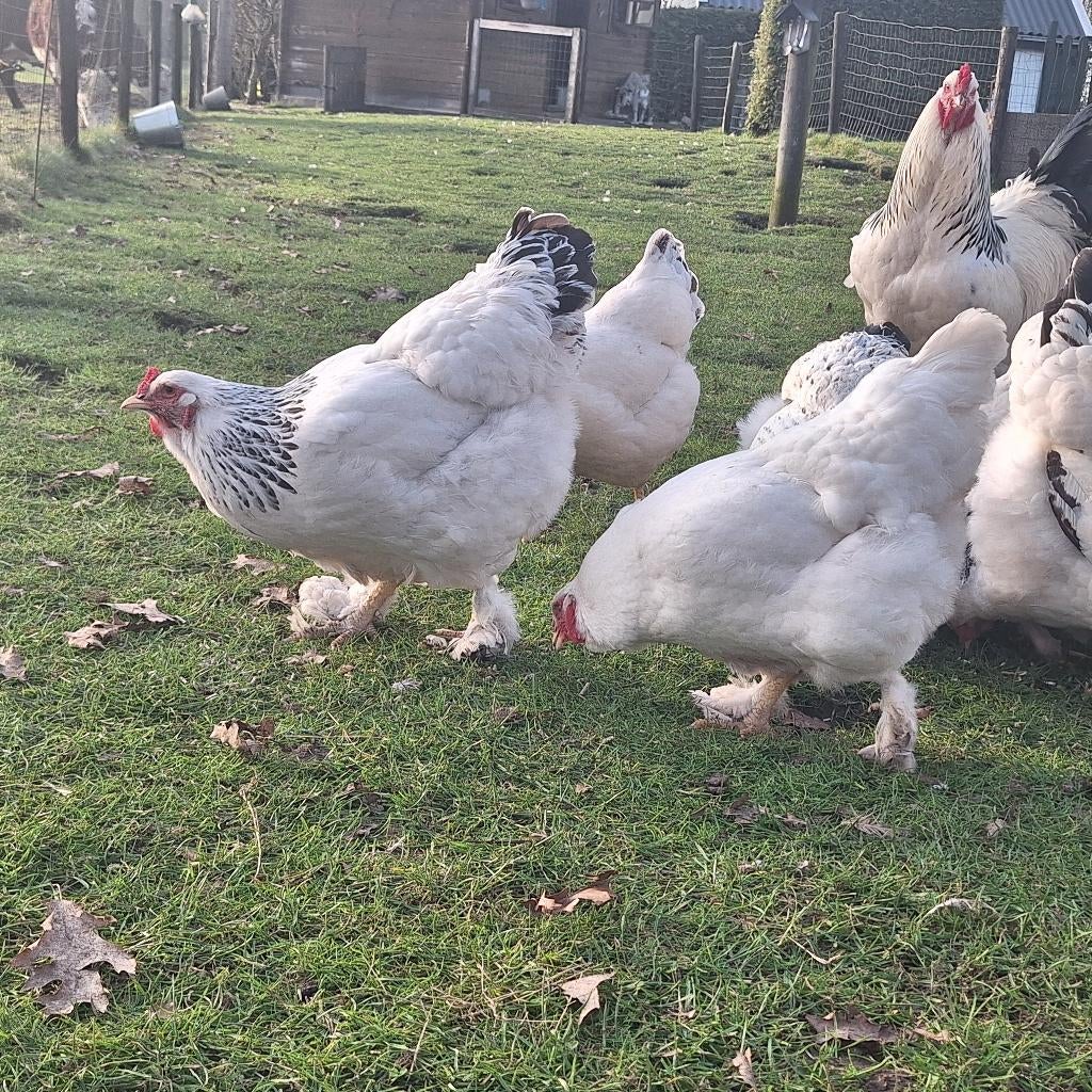 Broedeieren Brahma (columbia), Dieren en Toebehoren, Pluimvee, Geslacht onbekend, Kip