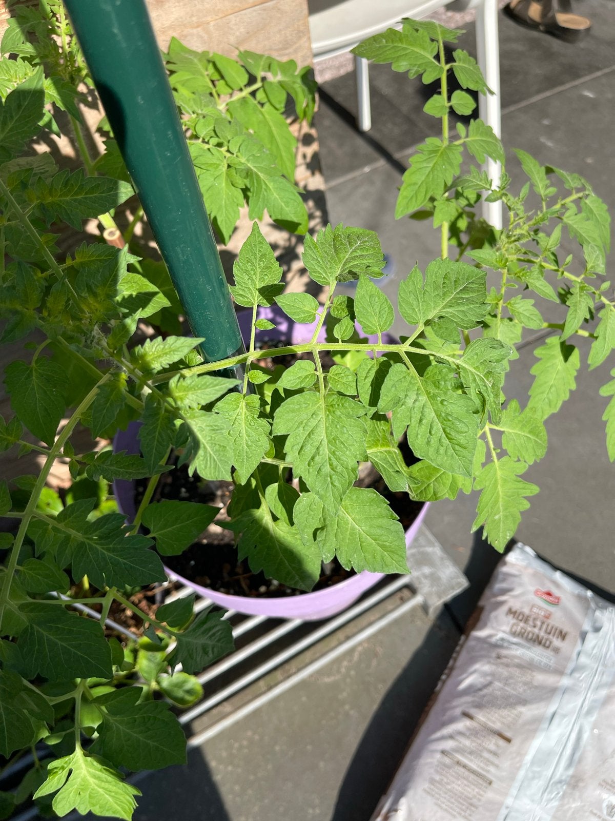 Tomatenplanten - Vers en klaar om te groeien!, Ophalen, Volle zon, Groenteplanten, Eenjarig