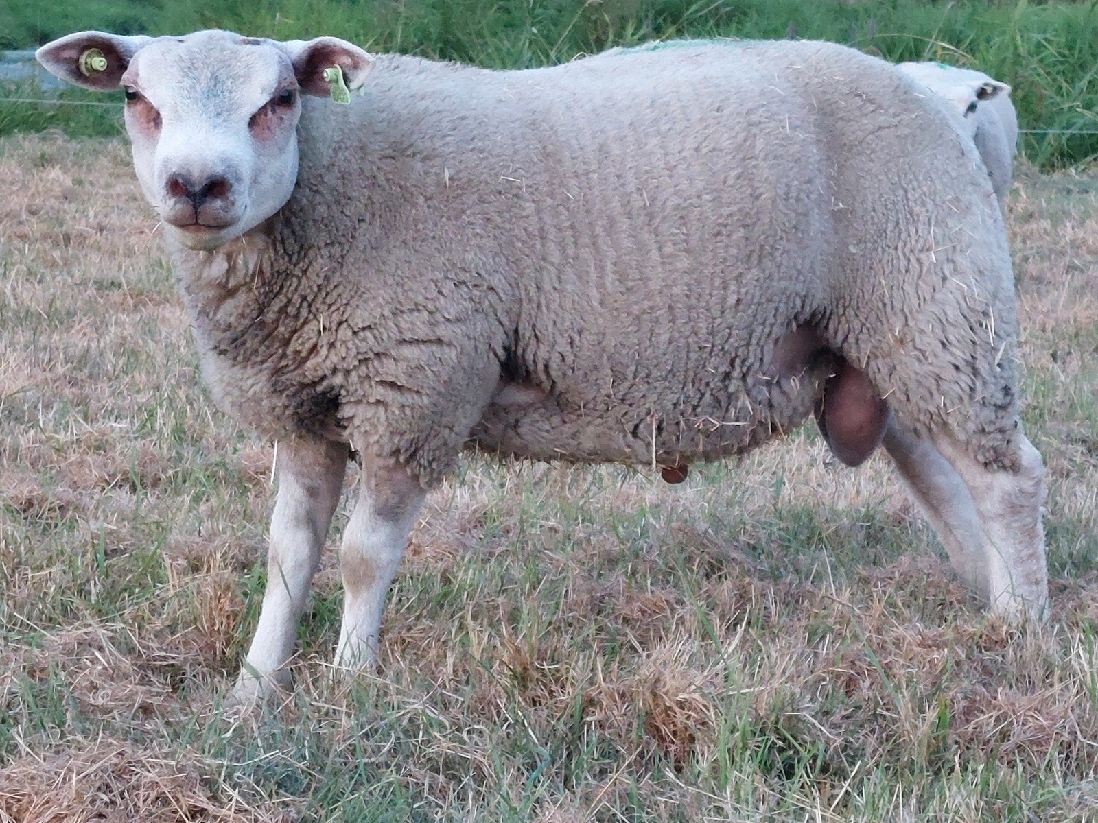 schapenram, Dieren en Toebehoren, Schapen, Geiten en Varkens, Mannelijk, Schaap