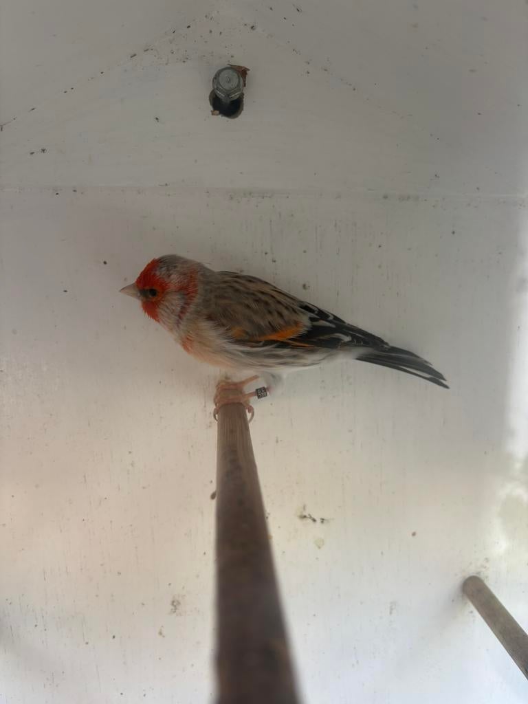Putter bastaard man 2025 evt met wandvoliere/vogelkooi, Dieren en Toebehoren, Mannelijk, Wildzangvogel