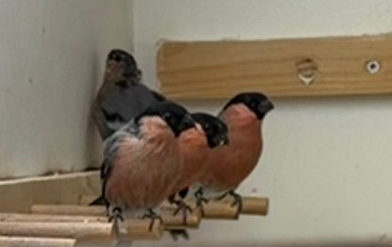 Europese Goudvink 2026, Meerdere dieren, Wildzangvogel, Geringd