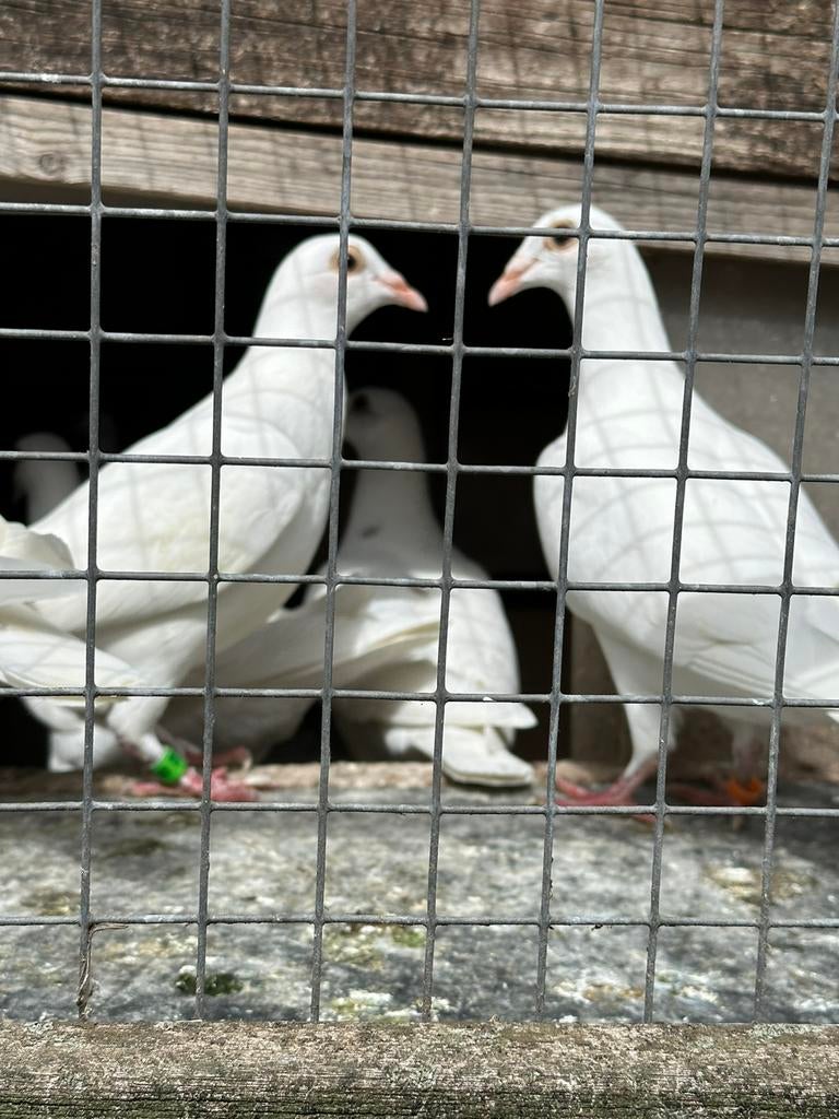 Witte postduiven te huur, Dieren en Toebehoren, Meerdere dieren, Postduif