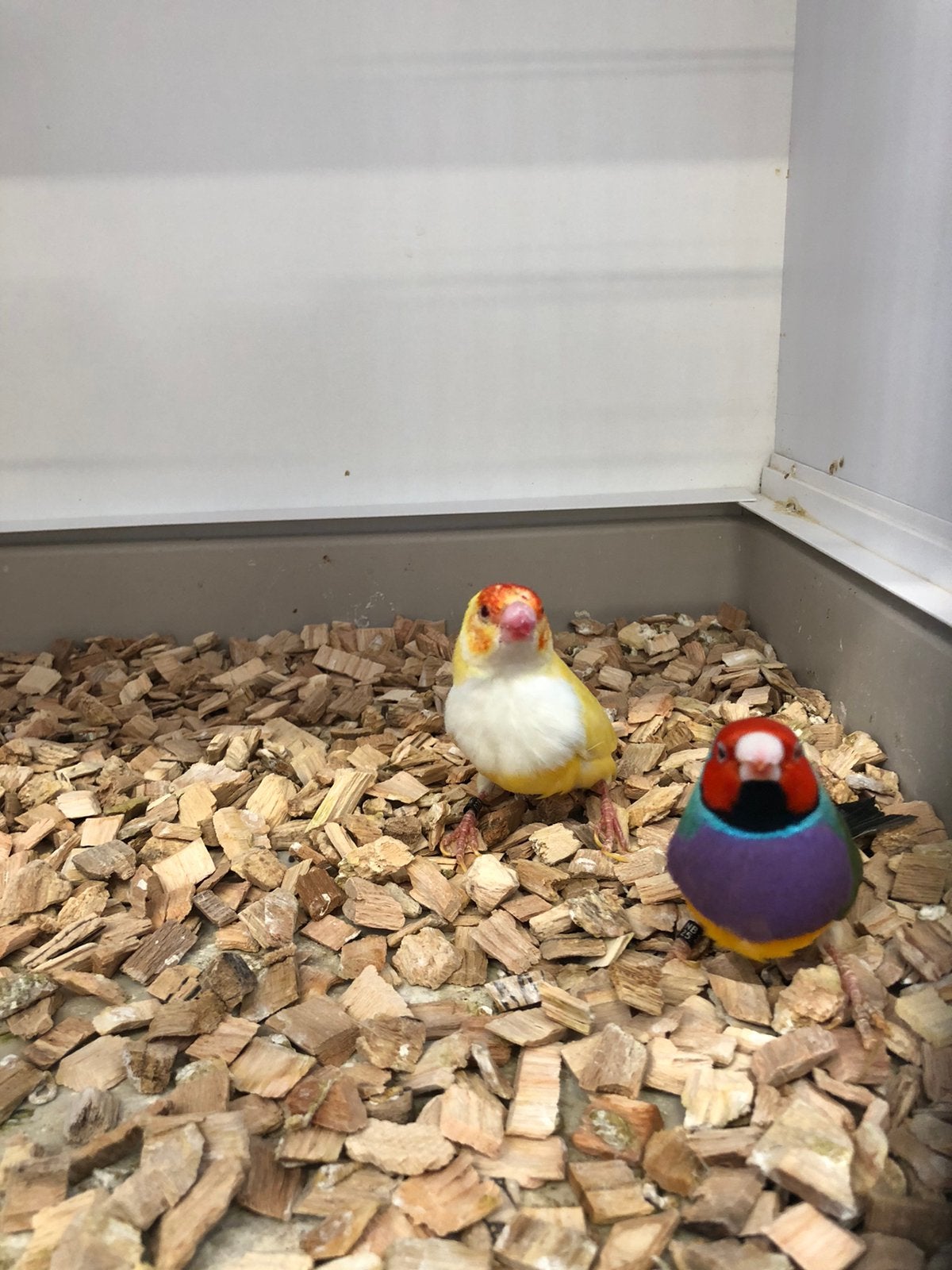 Div volière vogels, Dieren en Toebehoren, Meerdere dieren