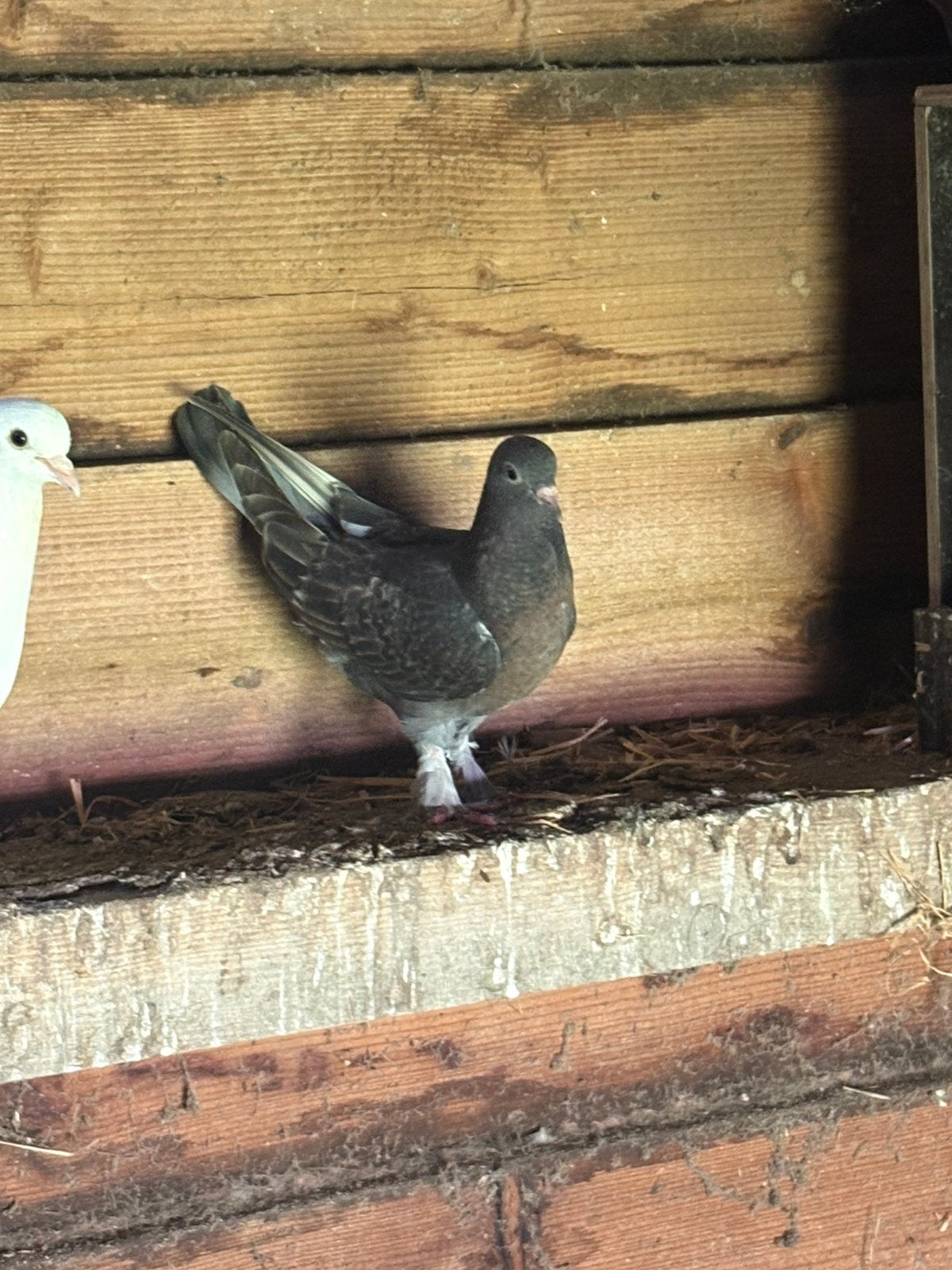 Mooi jonge Takla duif te koop, Dieren en Toebehoren, Mannelijk