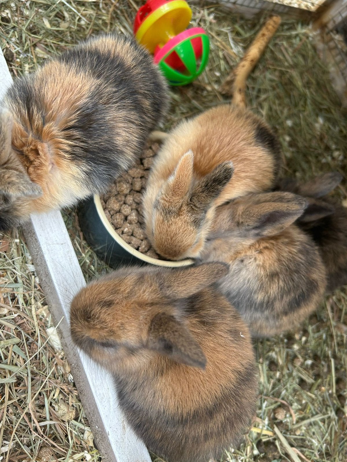 4 jonge dwergkonijntjes zoeken lief baasje, gratis ophalen, Dieren en Toebehoren, Meerdere dieren, Dwerg