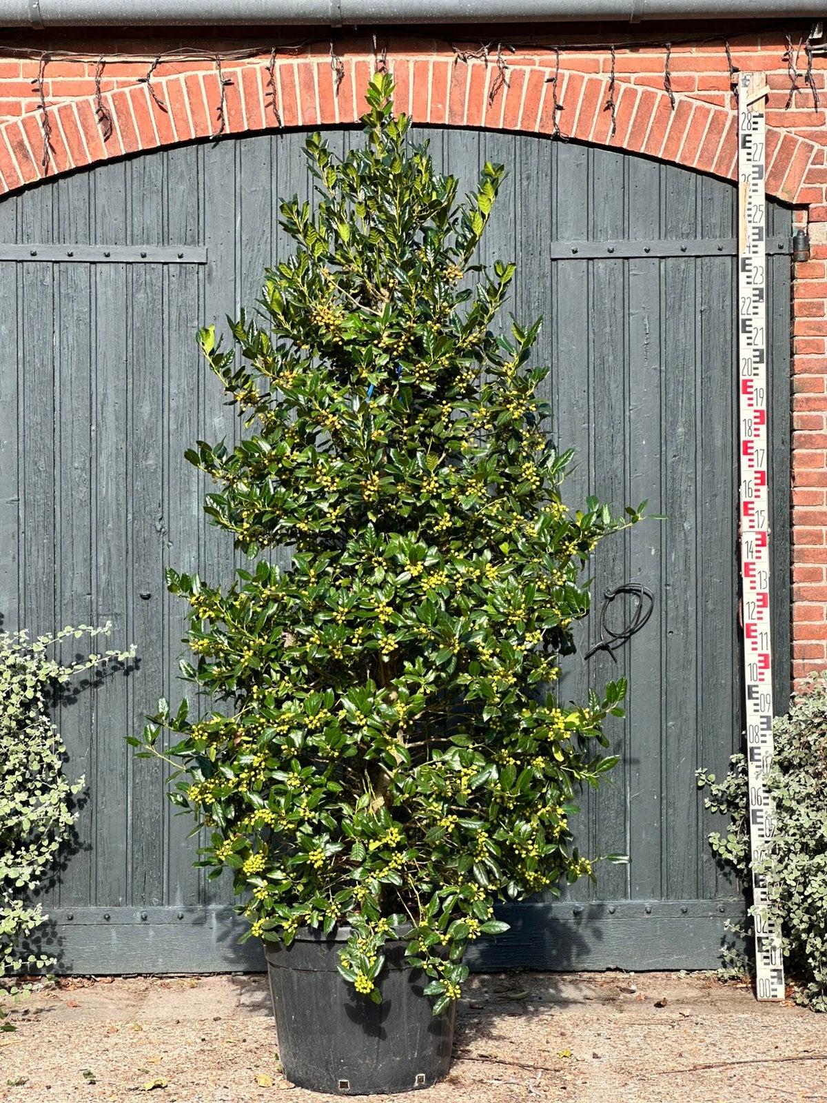 Ilex 'Nellie R. Stevens' (hulst), Overige soorten, 100 tot 250 cm, Zomer, Ophalen