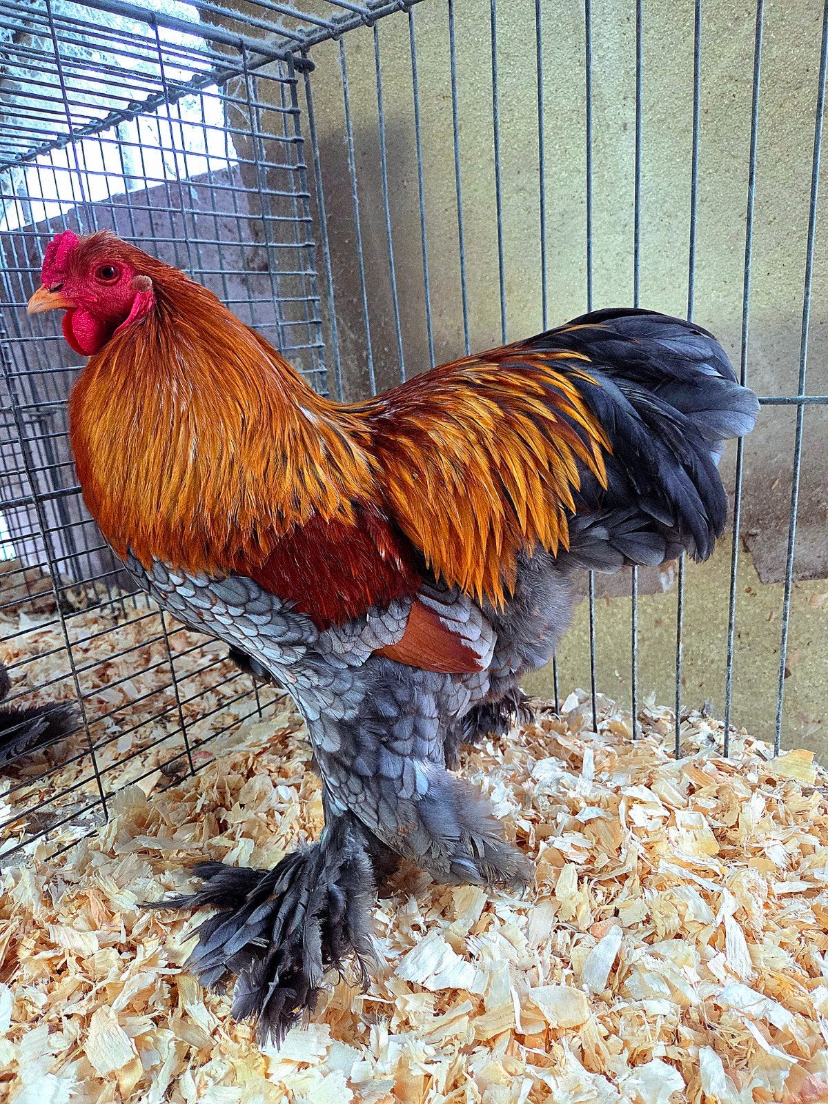 Brahma kriel hanen, Dieren en Toebehoren, Pluimvee, Kip, Mannelijk