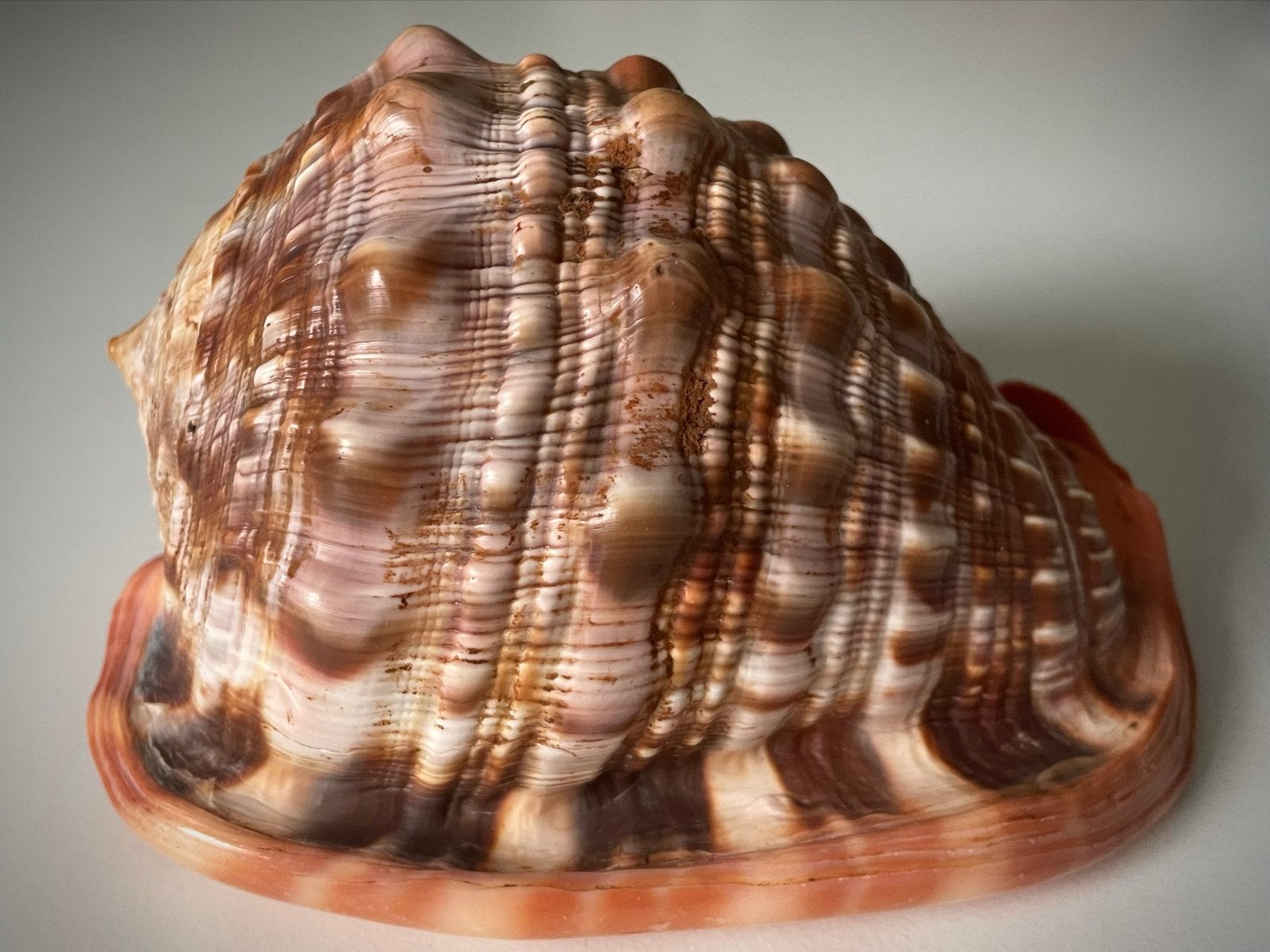Mooie grote schelp - 17 cm, Verzamelen, Ophalen of Verzenden, Zo goed als nieuw