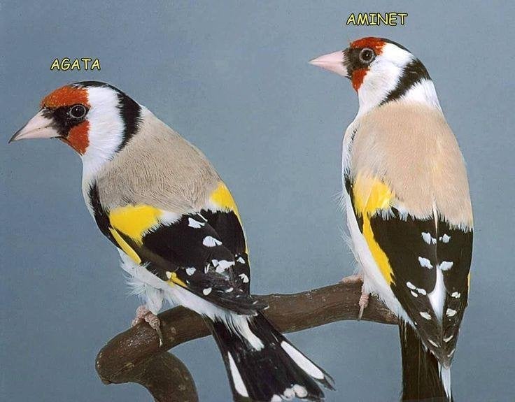 mooi koppel majoor Putters, Dieren en Toebehoren, Vogels | Overige Vogels, Meerdere dieren, Wildzangvogel, Geringd