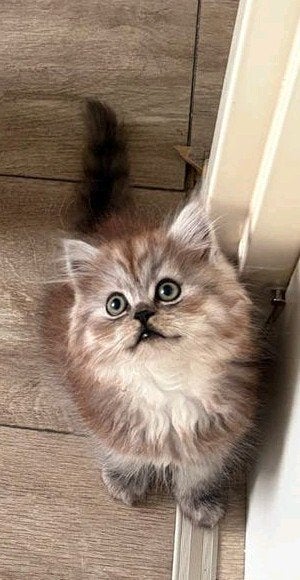 Britse Langhaar2 katers & zilveren poesje!!, Dieren en Toebehoren, Katten en Kittens | Raskatten | Korthaar, Meerdere dieren, Ontwormd