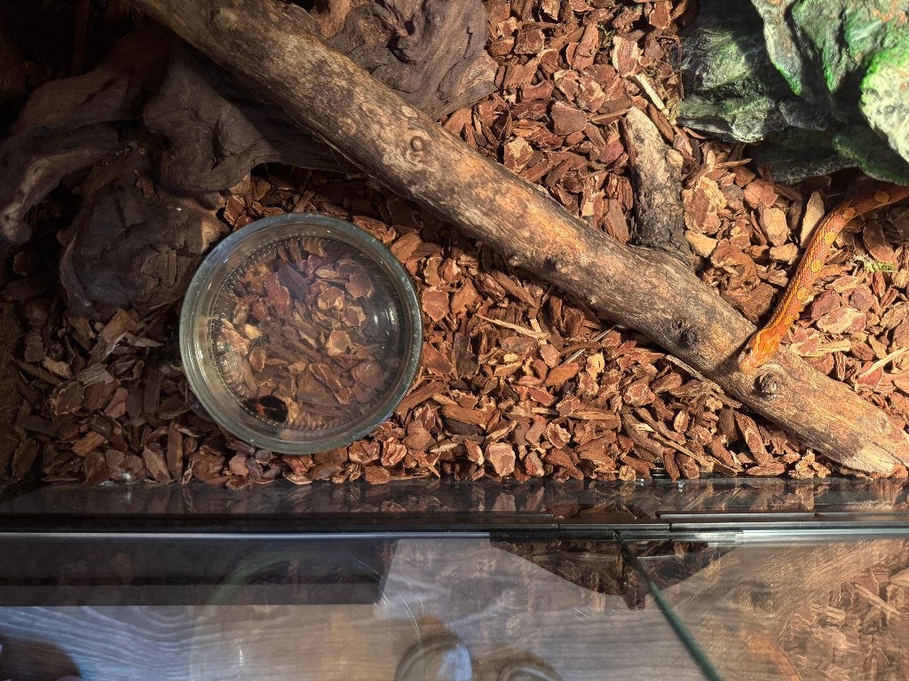 Terrarium met korenslang Corn Snake photo 2