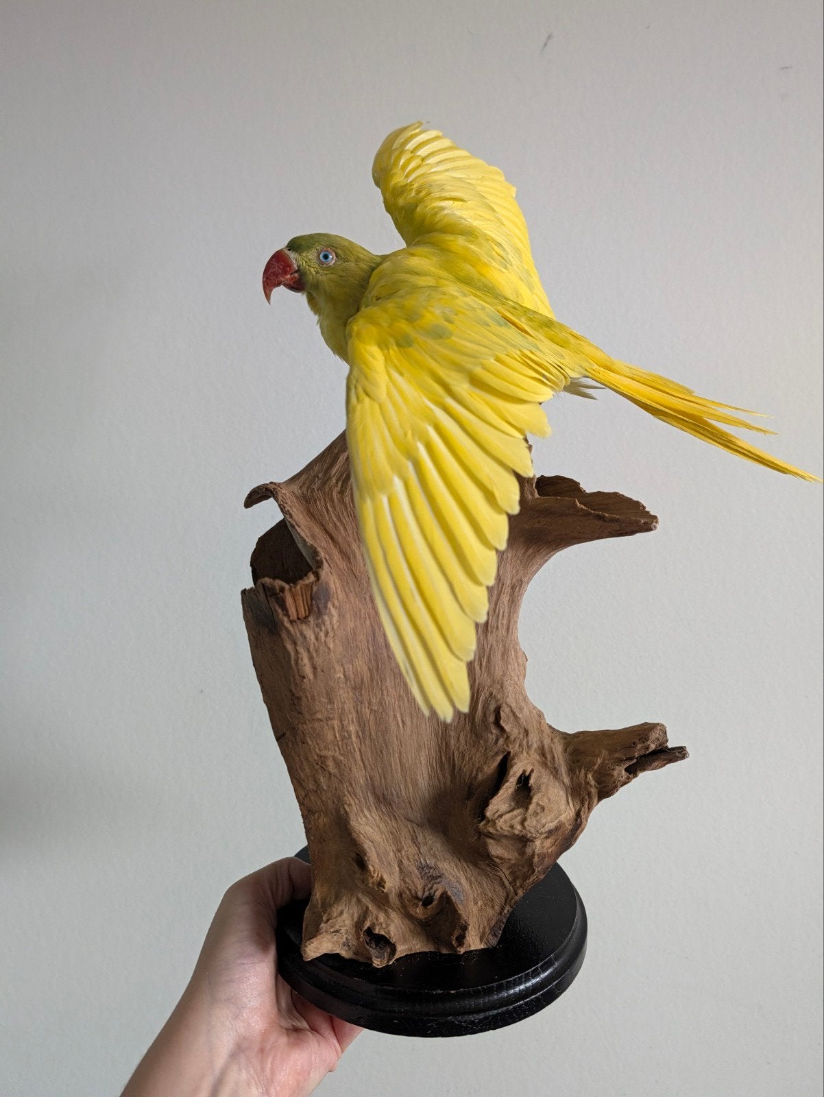 flying ring necked parrot taxidermy, Ophalen of Verzenden