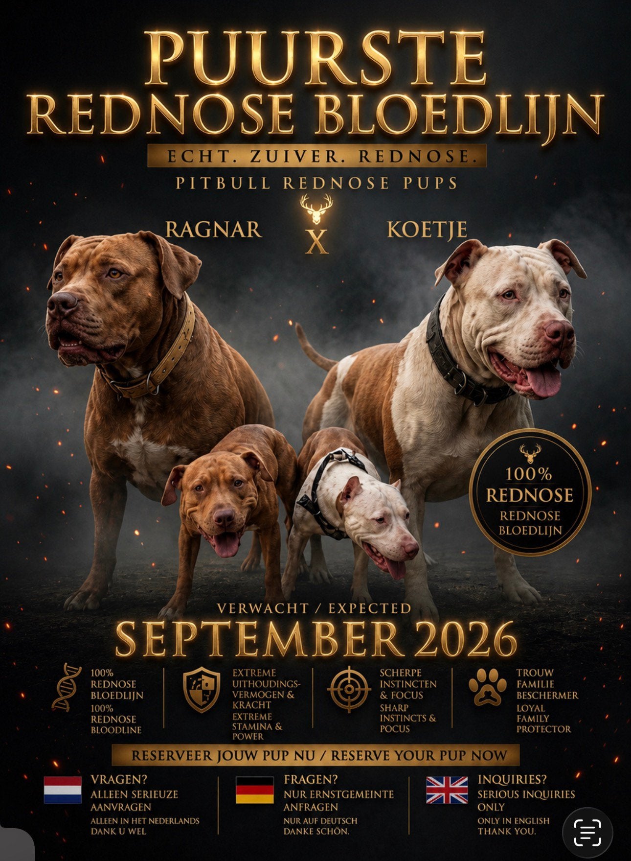 REDNOSE PITBULL PUPS VERWACHT EIND AUGUSTUS., Dieren en Toebehoren, Parvo, 8 tot 15 weken, Meerdere, Meerdere dieren