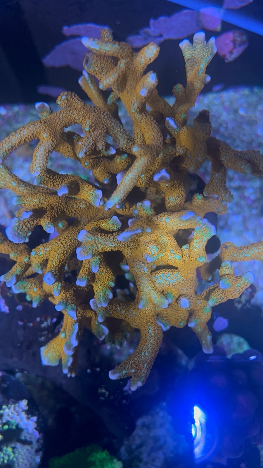 Zeeaquarium Koralen Digita Forestfire NZ, Overige typen